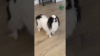 Meet The Japanese Chin