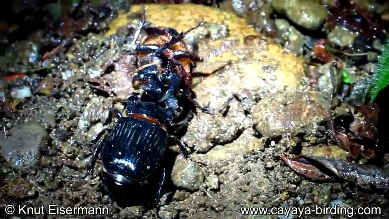 標本 Guatemala Pantodinus klugi 42mm maxresdefault.jpg