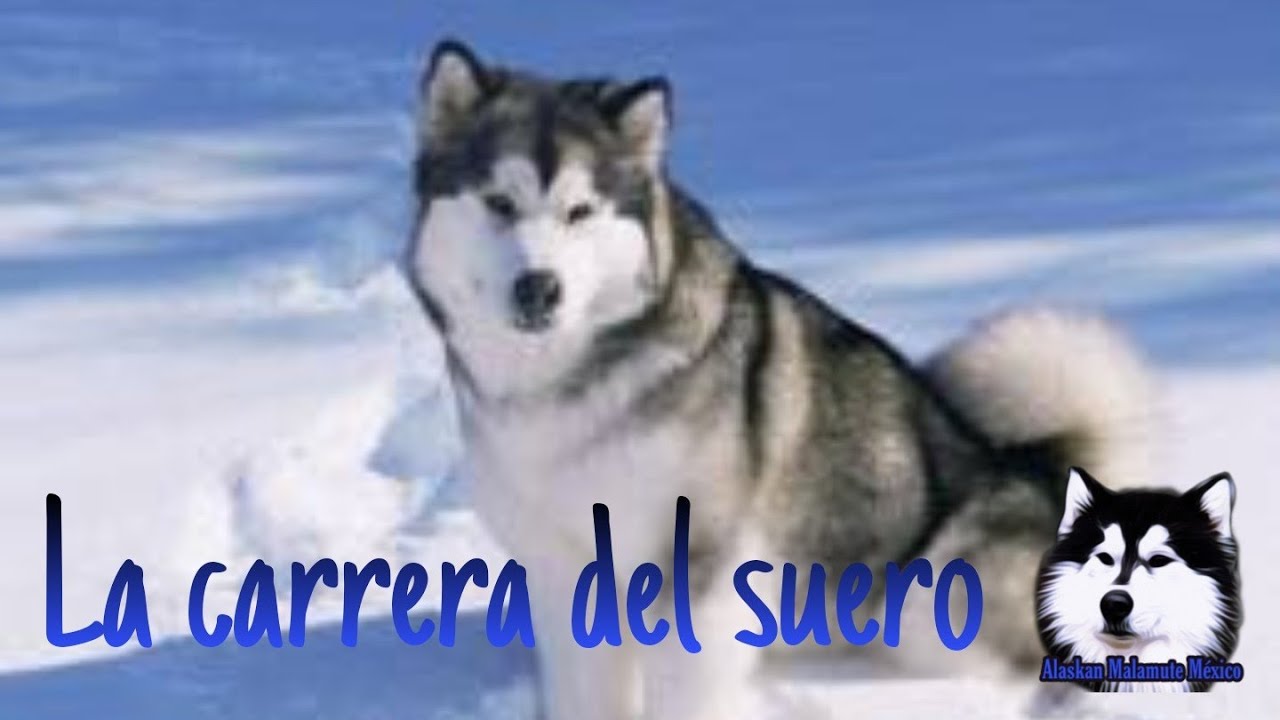 La carrera del suero - YouTube