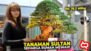 Paling Diincar Kalangan Sultan.! Tanaman Hias Termahal di Dunia