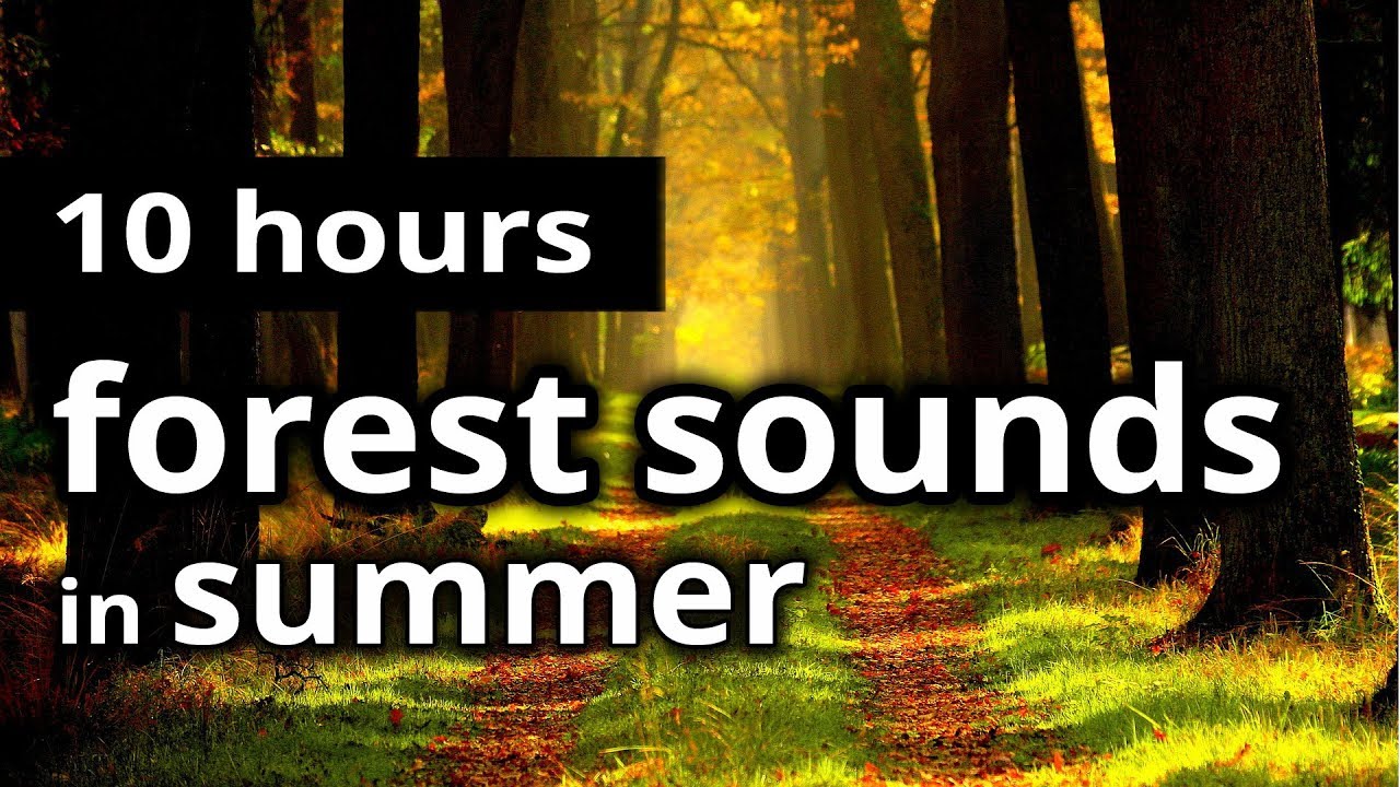 NATURE SOUNDS - SUMMER in the WOODS - SLEEP SOUNDS for sleep, relaxation