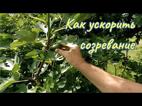 Как ускорить вызревание лозы и созревание инжира.