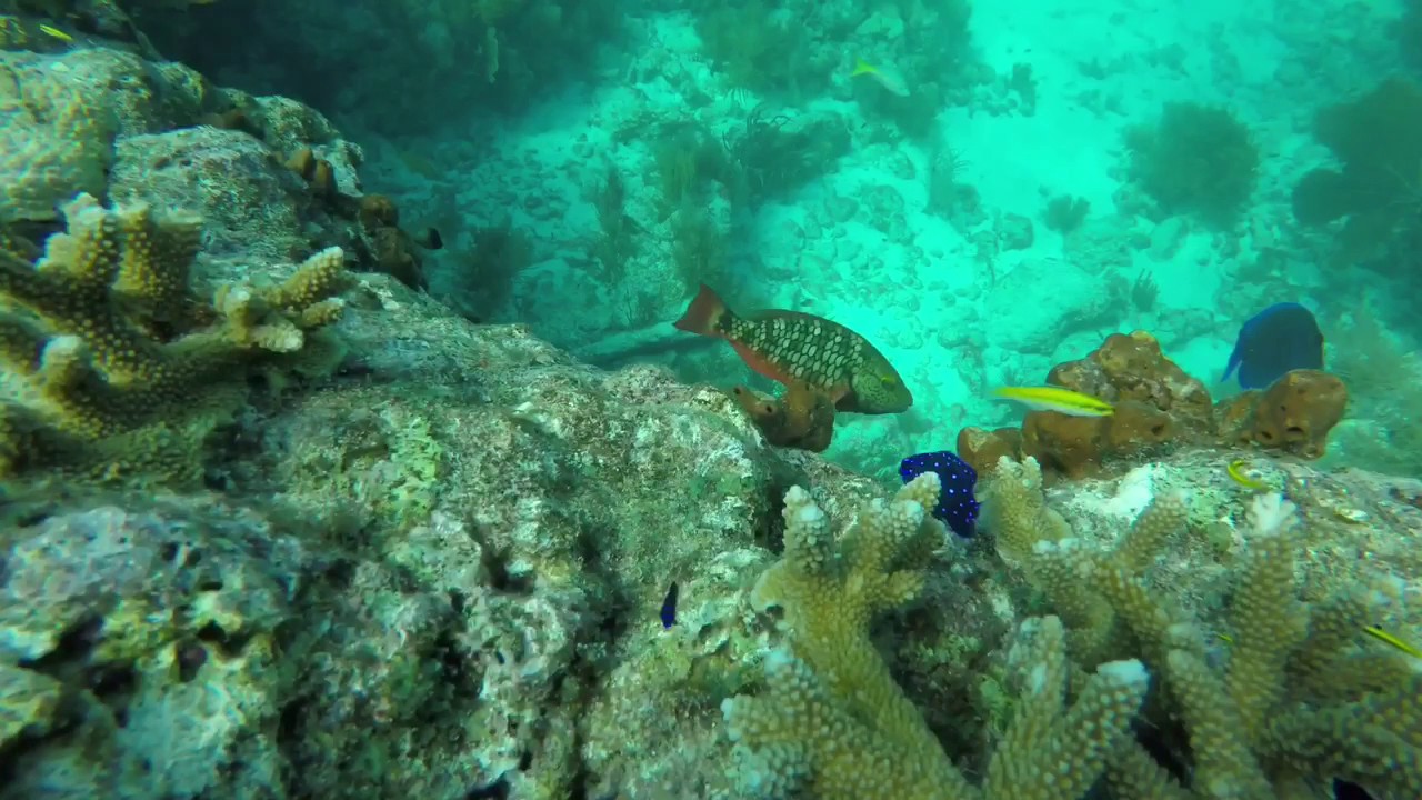Snorkeling key largo molasses reef Florida keys YouTube