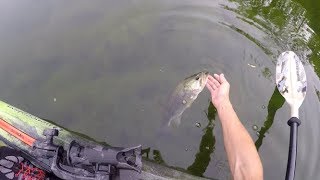 DOG PARK Urban Pond Fishing with TOPWATER &amp; SENKO