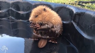 Baby Beaver Gives Himself A Bath