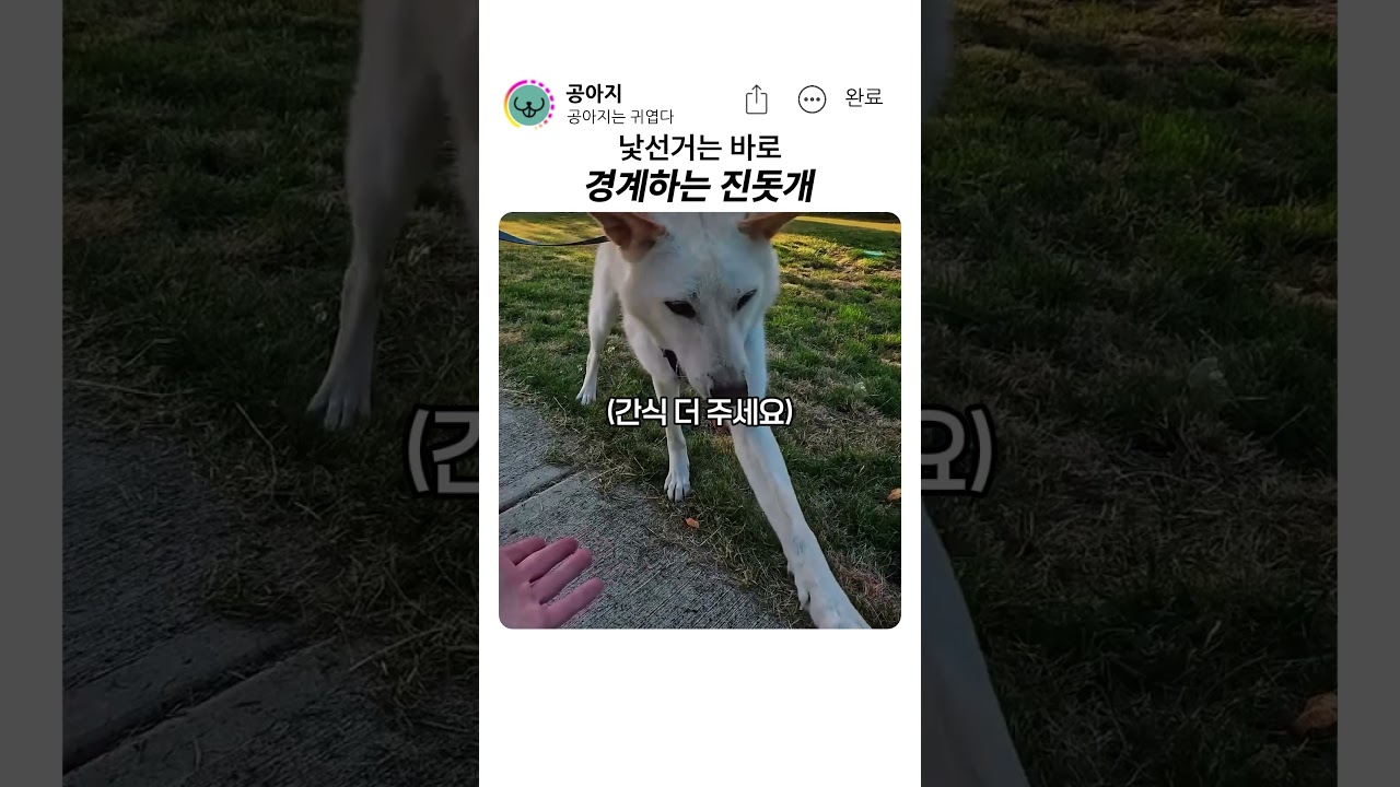경계하는 진돗개