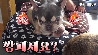 Mischivous French Bulldog’s changed by SBS TV동물농장x애니멀봐 16,087 views 2 days ago 9 minutes, 34 seconds
