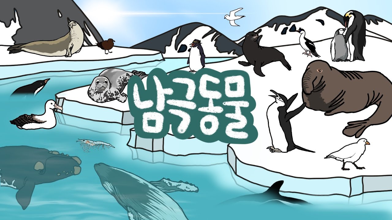남극동물 | 남극에는 어떤 동물, 고래들이 살고 있을까? | 극지방동물 | 추운 곳에 사는 친구들을 만나보아요 | 저자극유아영상 |  키즈드로우 - Youtube