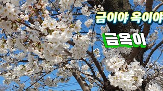 동학사~벚꽃축제 세번째날😘❤️✨️