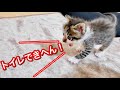 飼い主に猫パンチをする生後２６日目が子猫が可愛すぎた。【保護猫】