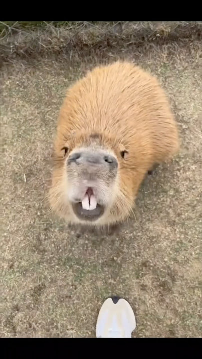 Capybara ：Nice to meet you #cute #capybara  #animals #funny
