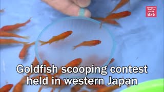 Goldfish scooping contest held in western Japan screenshot 1