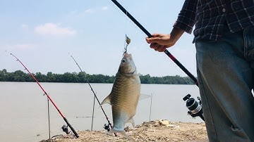 Câu cá mè sông vàm cỏ Tân trụ Long an, lần đầu dính cá chạch lấu bự