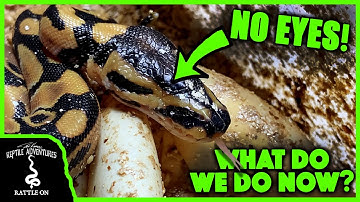 WE HATCHED A BALL PYTHON WITH NO EYES!