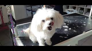 Malteser Mischlings Hündin beim Hundefrisör #grooming by Hundefriseur Salon Hundeliebe 336 views 1 year ago 1 minute, 14 seconds