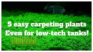 5 Easy LowTech Carpeting Plants For Your No Co2 Aquascape