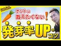 【ホントは教えたくない】ニンジンの発芽率UPするコツ【家庭菜園】
