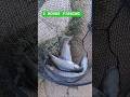 biggest fish ever #fishing #fish #shorts #short #shortsfeed #youtubeshorts #subscribe #usa #love