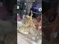藍環章魚也太小了把，不過顏色挺漂亮，意外和驚喜不知道哪個先出現#shorts #funny #搞笑 #搞笑视频 #pets #大熱門 #animals