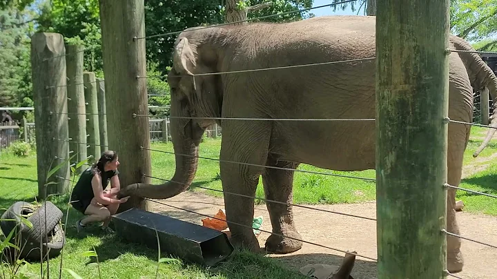 Emily the Elephant plays her Drums at Buttonwood P...