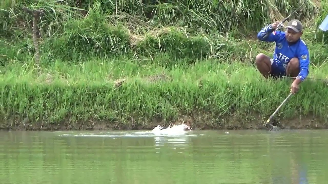 KESERUAN MANCING IKAN MAS DI SAWAH BERSAMA REKAN-REKAN TORAJA FISHING CLUB.