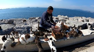 Yes, a world without cats is unimaginable, but this is really too much. Istanbul Cats.