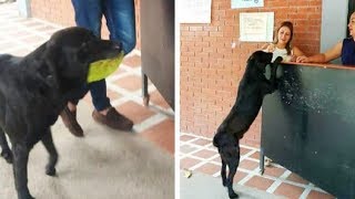 Clever Dog Brings Leaf To Store To ‘Buy’ Himself A Treat Everyday screenshot 5