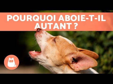 Vidéo: Êtes-vous la cause du problème des aboiements de votre chien?