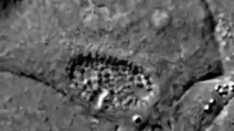 Chlamydia trachomatis life cycle