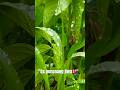 Quran Agung#muhammadthaha #ayatalquran #alqalam #nature #shorts