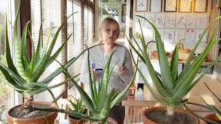 Melarosa #15  Aloes ( Aloe  Vera)  - roślina lecznicza, którą warto mieć w domu