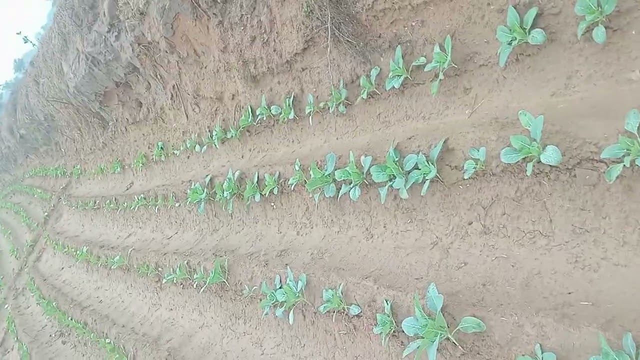 इस बार गोभी का बढ़ा रुज़ान