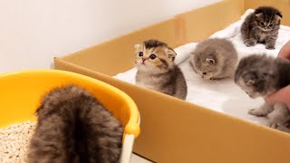 There is a queue for baby kitten's first potty training.