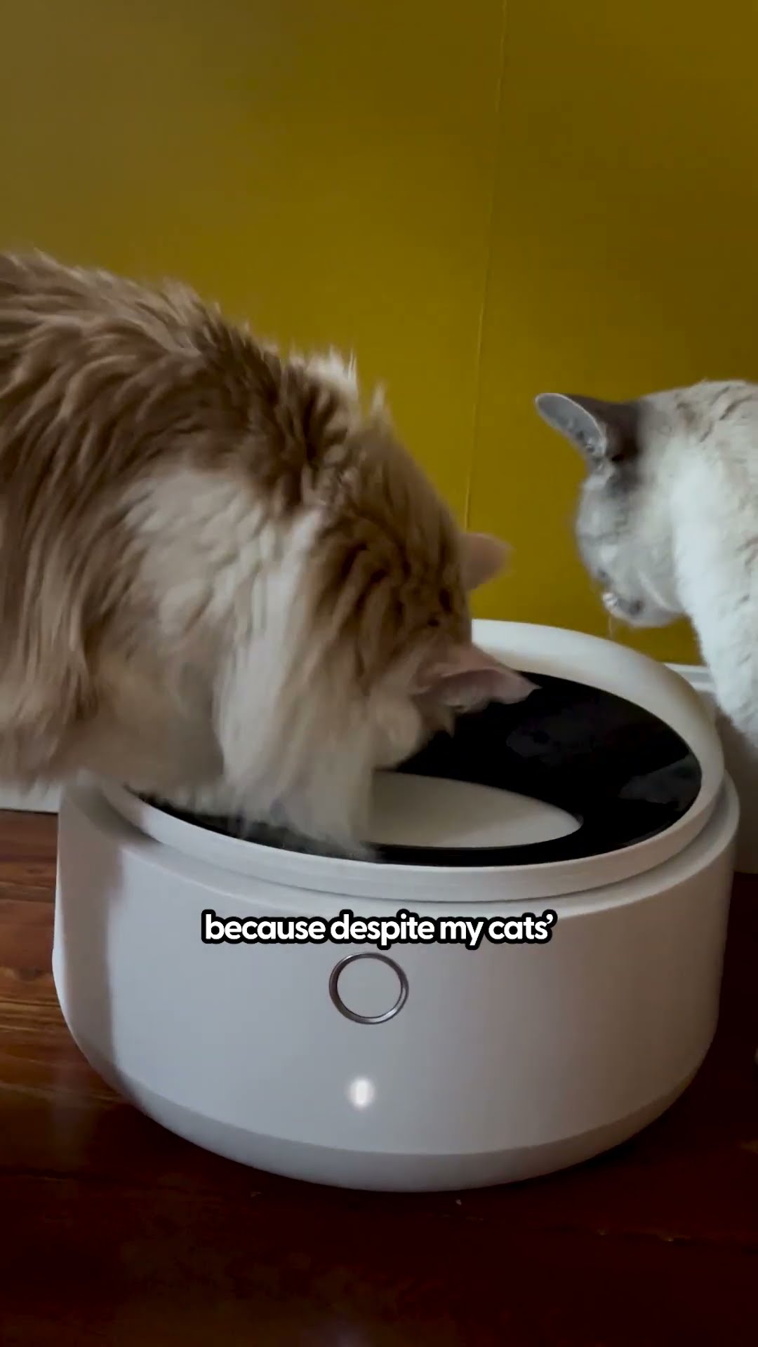 I Tried Petlibro's New Automatic Wet Food Feeder | The Pack