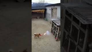 #подпишись #shorts #youtubeshorts #shortvideo #funny #лайк #рекомендации #топ #прикол #видео #video