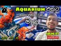 New Fish For My Aquarium After rebuilding - #VLOG_07 | The Fishyflex / [FHD Video]