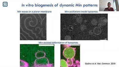 Build-a-Cell seminar Christophe Danelon: Building a synthetic cell: an evolutionary approach