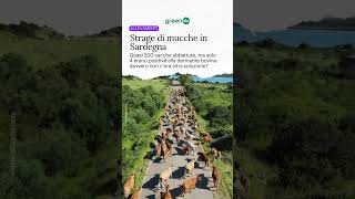 Strage di mucche in Sardegna