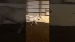 Horse Has An Absolute Blast With Giant Ball Viralhog