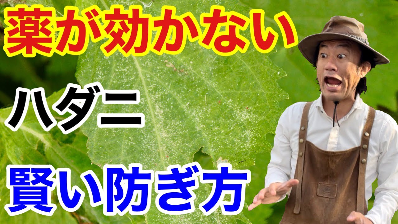 【爆殖注意！】ハダニの効果的な退治の仕方教えます　【カーメン君】【園芸】【ガーデニング】【初心者】【害虫】