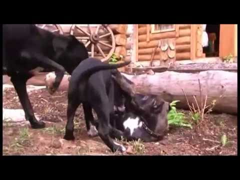 Собачья свадьба ---   Dog wedding