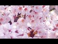 桜が咲いた