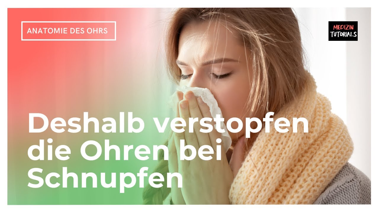 Anatomie Mittelohr – Tuba auditiva (Clip 7 von 7) — Transcript