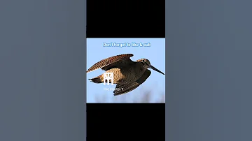 Eurasian Woodcock شكب او دجاج الارض 