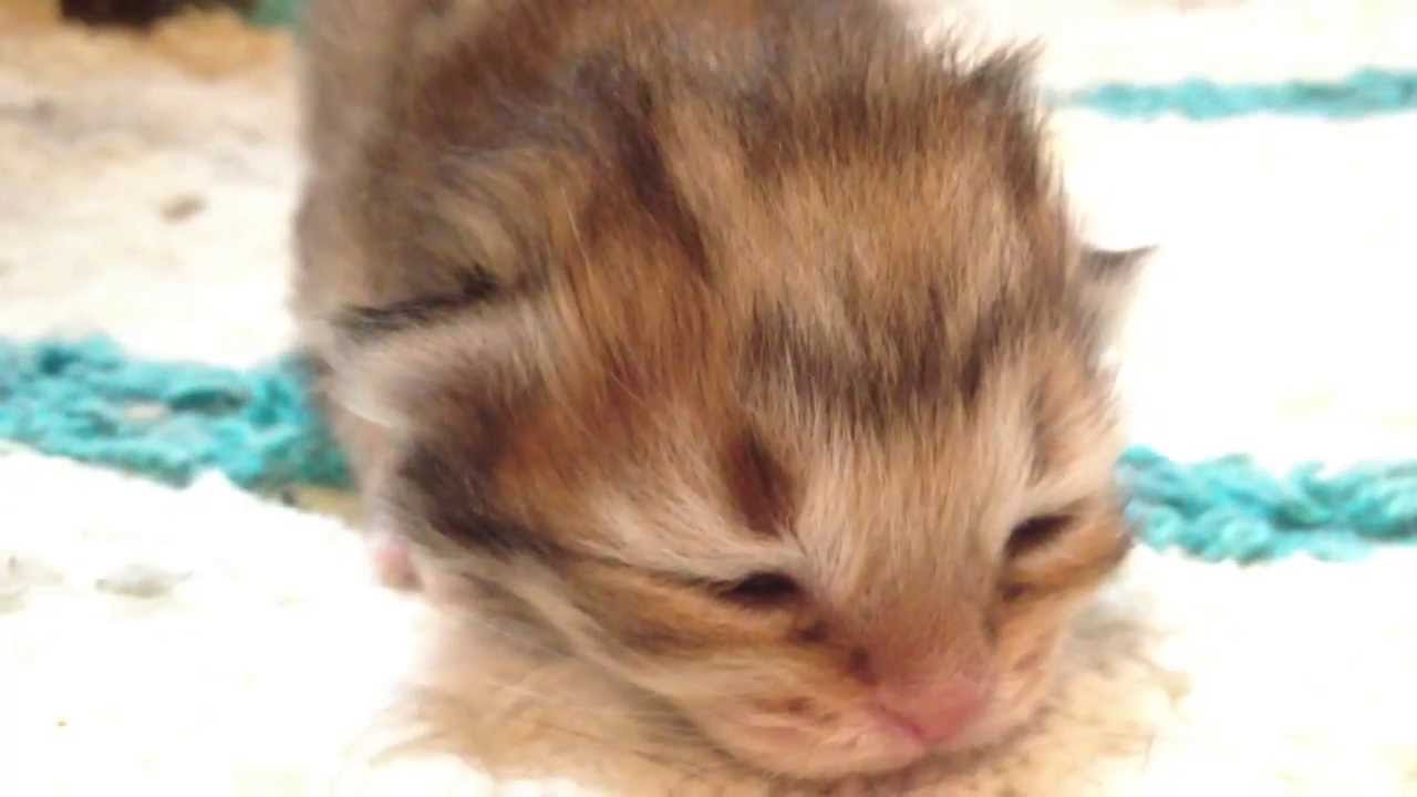 猫 かわいい イラスト 猫というよりも、小動物に近い生き物 baby cat so cute