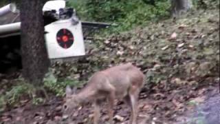 Whitetail Deer Standing In A Very Bad Spot (For Them)