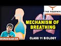 Mechanism of Breathing | Odia re bujha Class 11 Biology Concept 😍