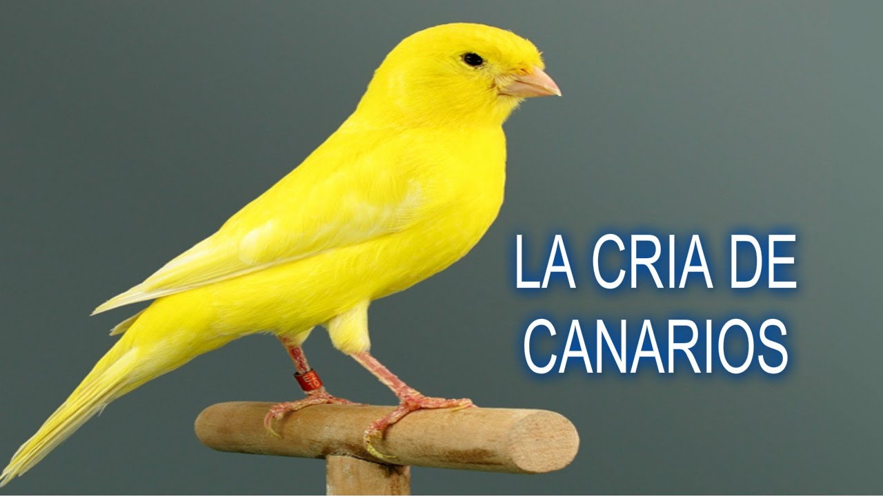 La cría de canarios (porque no subo tantos videos) - YouTube