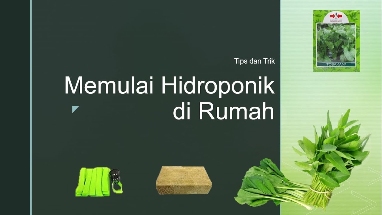 Memulai Hidroponik di Rumah 