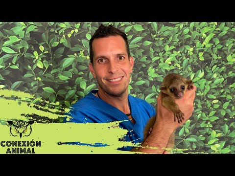 Video: Consejos para seleccionar la mejor opción de comida para su felino